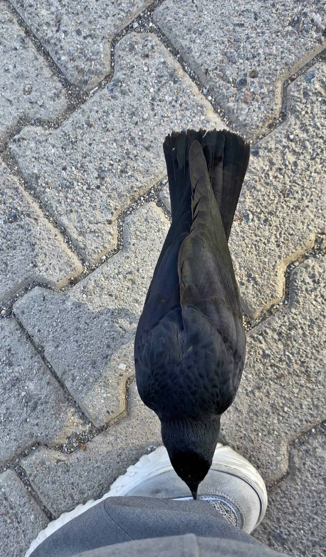 Evcilleşmek isteyen karga, sahibini böyle belirledi! Satın almak isteyenler yüksek meblağlar teklif ediyor 2